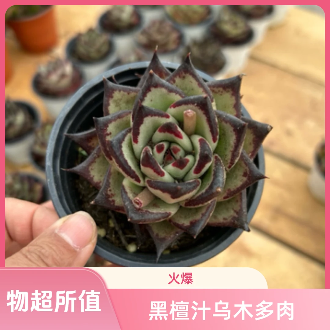 黑檀汁多肉植物   全场满12.9包邮不满到付，偏远地区满200包邮