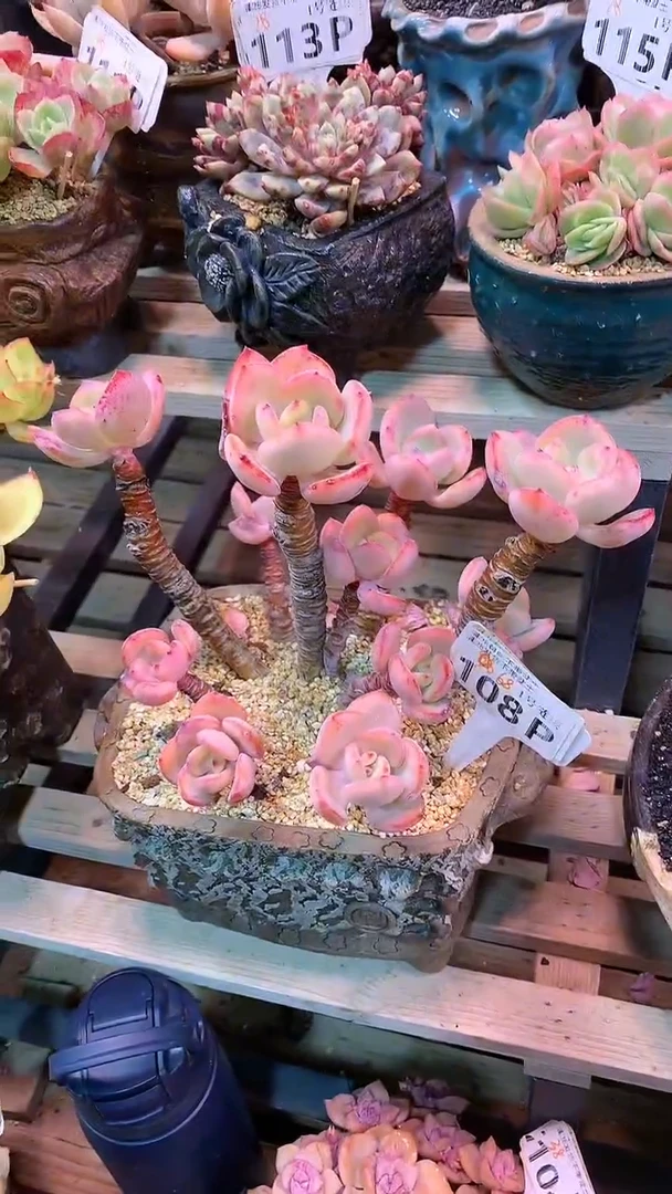 【闪购商品】108PPP