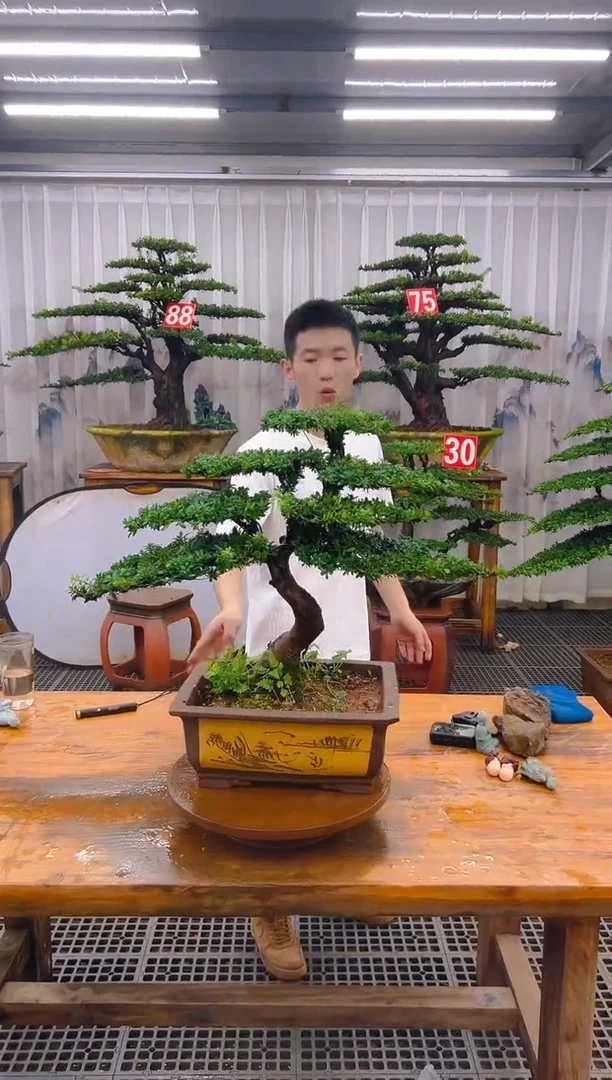 无花朵精品盆景直播间一物一拍
