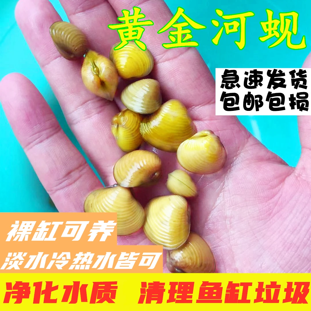 淡水黄金河蚬溪流河蚬小河蚌冷水原生去绿水除藻观赏河蚌清理鱼缸