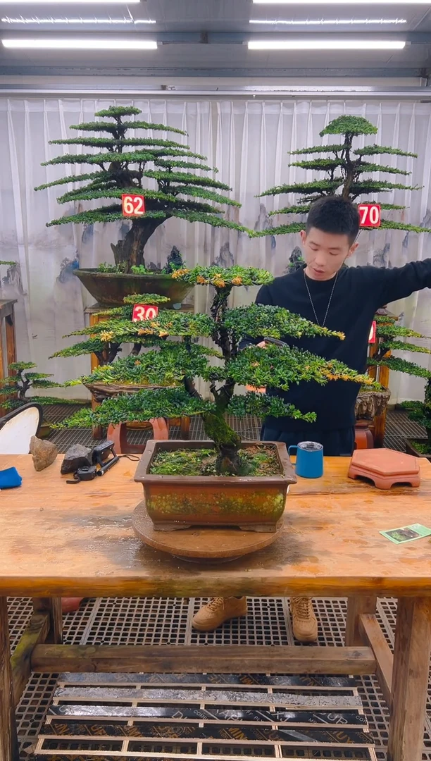 无花朵唉***嘻精品盆景直播间一物一拍