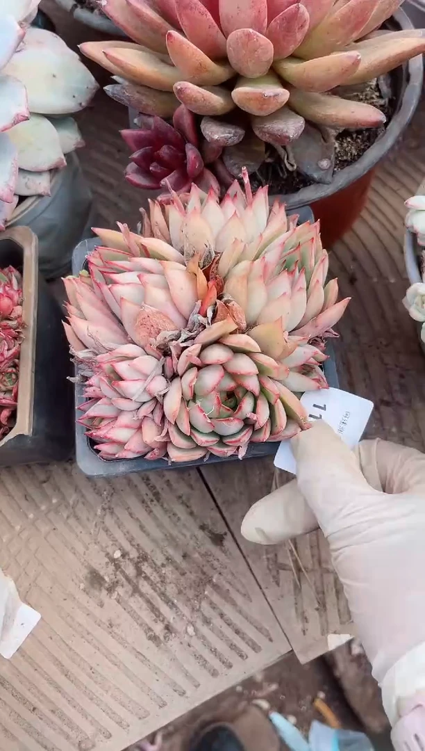 【闪购商品】11189