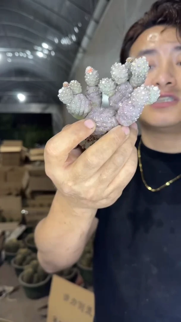 多头 习志野【带根】货尾