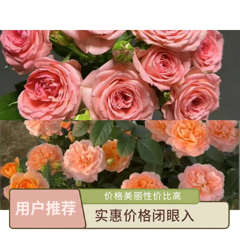 C【果汁阳台+仙度瑞拉】1加仑盆多棵扦插多季节重复开花月季盆栽