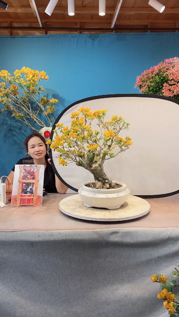 全部花苞加州黄金