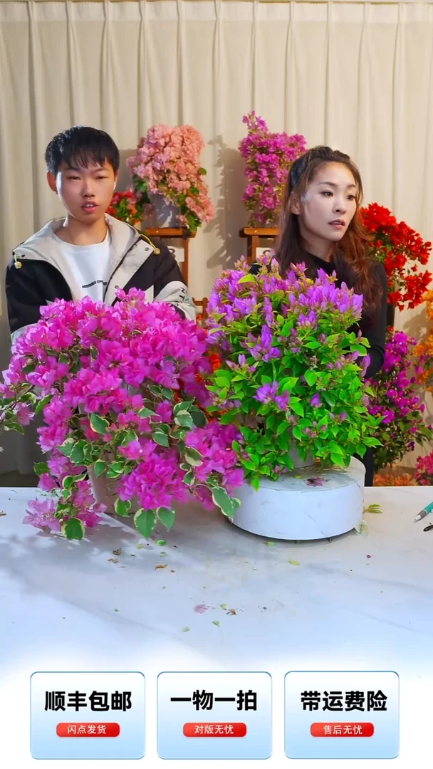 大部分开放少量花苞粉红豹+蜡染粉