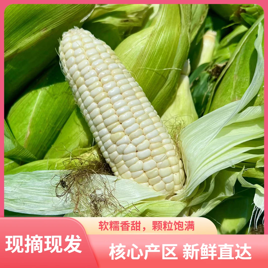 包邮白糯玉米5/9斤新鲜头茬软糯粗粮玉米当季现摘减脂代餐