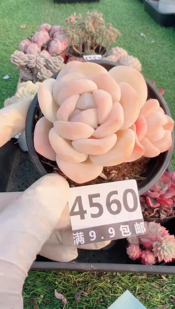 【闪购商品】信福多肉一物一拍