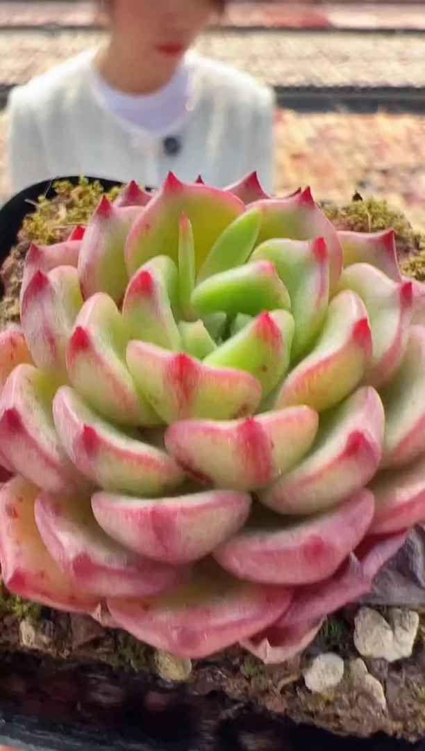 【闪购商品】新款多肉-90