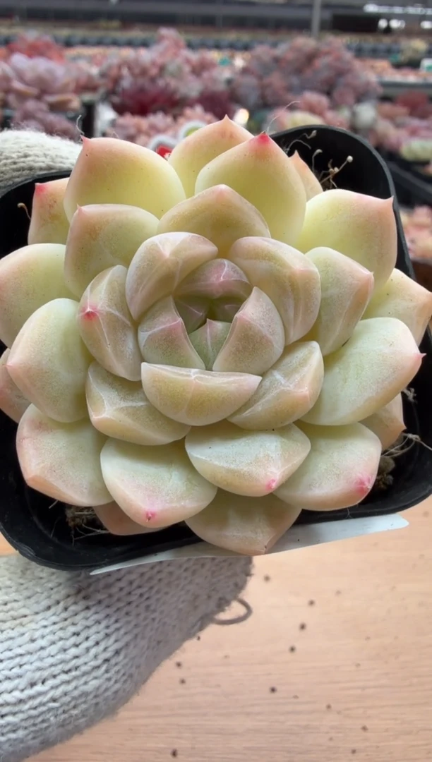 东云多肉园三店-04