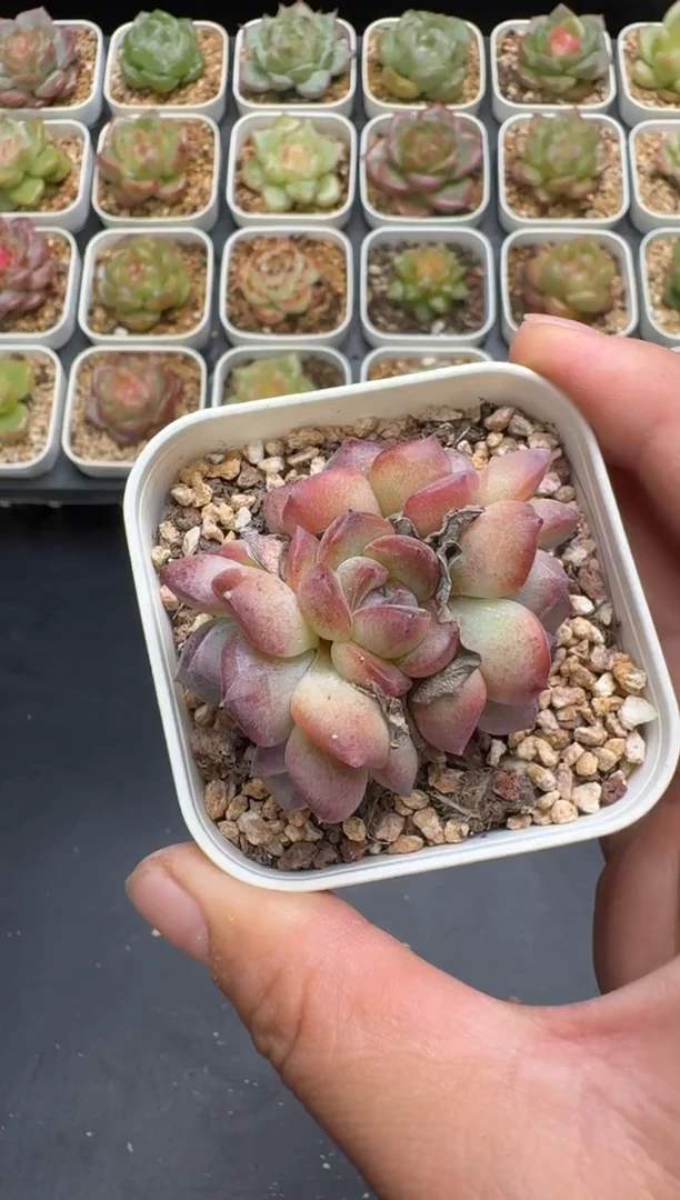 166G云禹多肉植物 脱土纸巾打包 3颗包邮