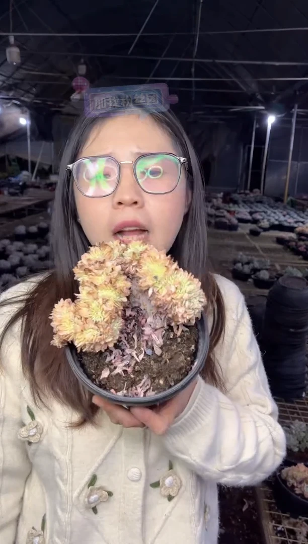 【闪购商品】100-柠檬玫瑰锦缀19.99