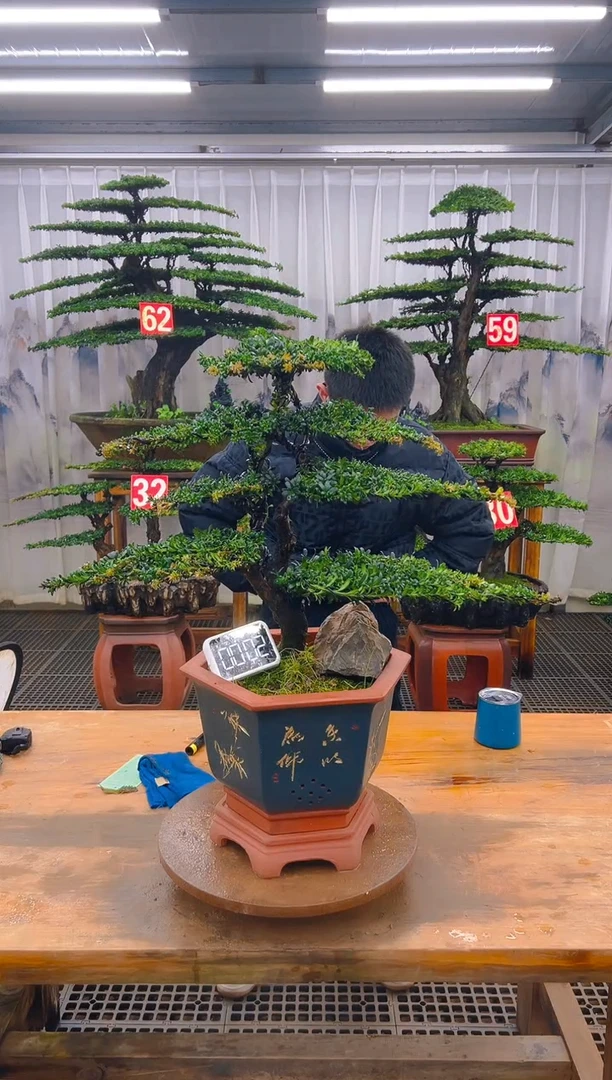 无花朵精品盆景直播间一物一拍