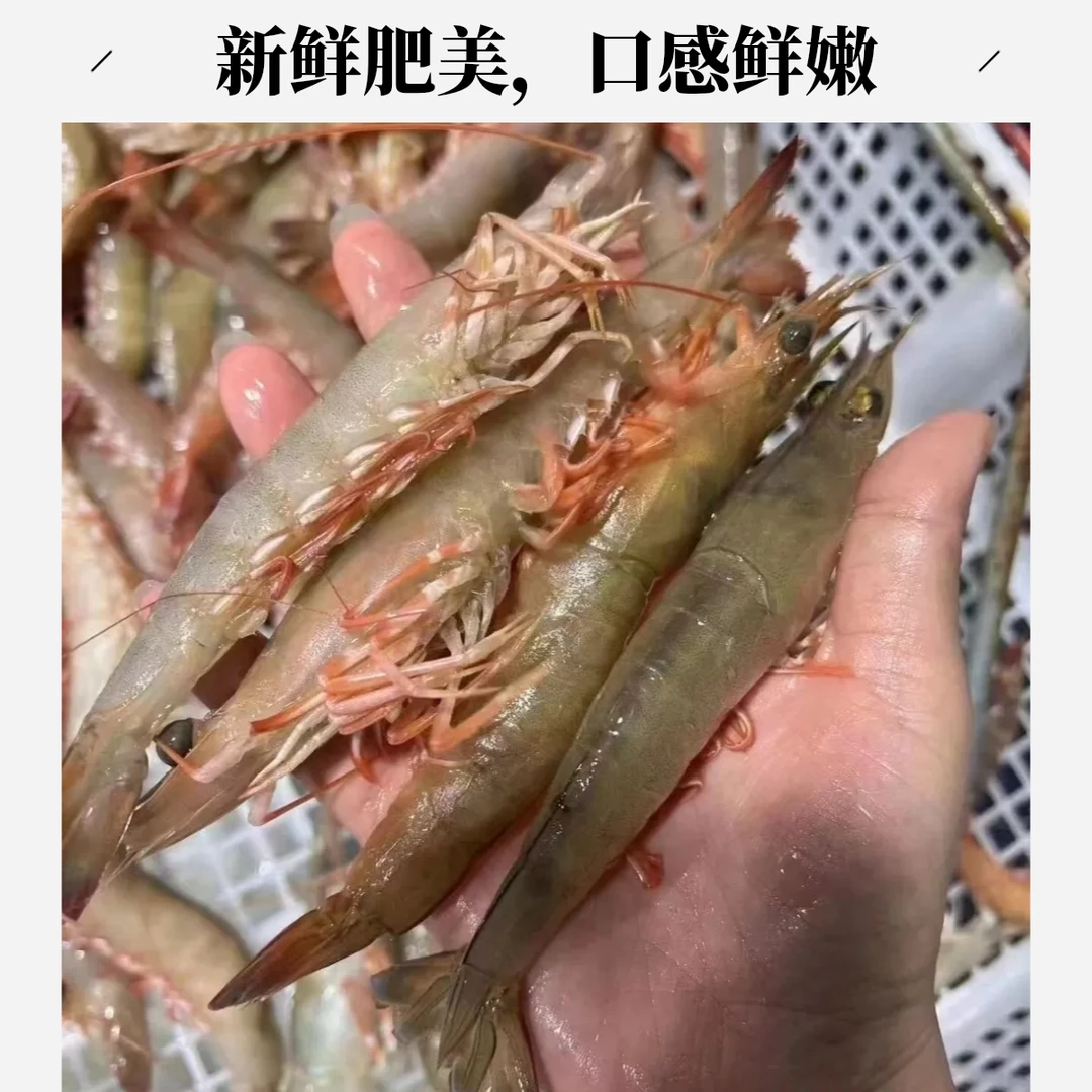 3斤特大10-12条/斤深海野生麻虾（沙卢虾）大部分带膏