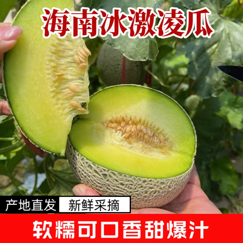 海南冰激凌网纹瓜一瓜两吃原产地直发鲜甜可口包邮
