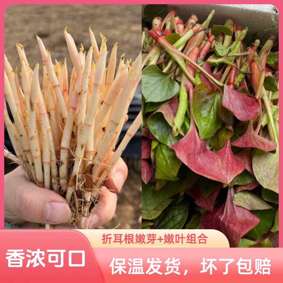 【折耳根嫩芽+嫩叶拼装】正宗猪皮拱折耳根嫩尖尖+嫩叶味道香浓可口