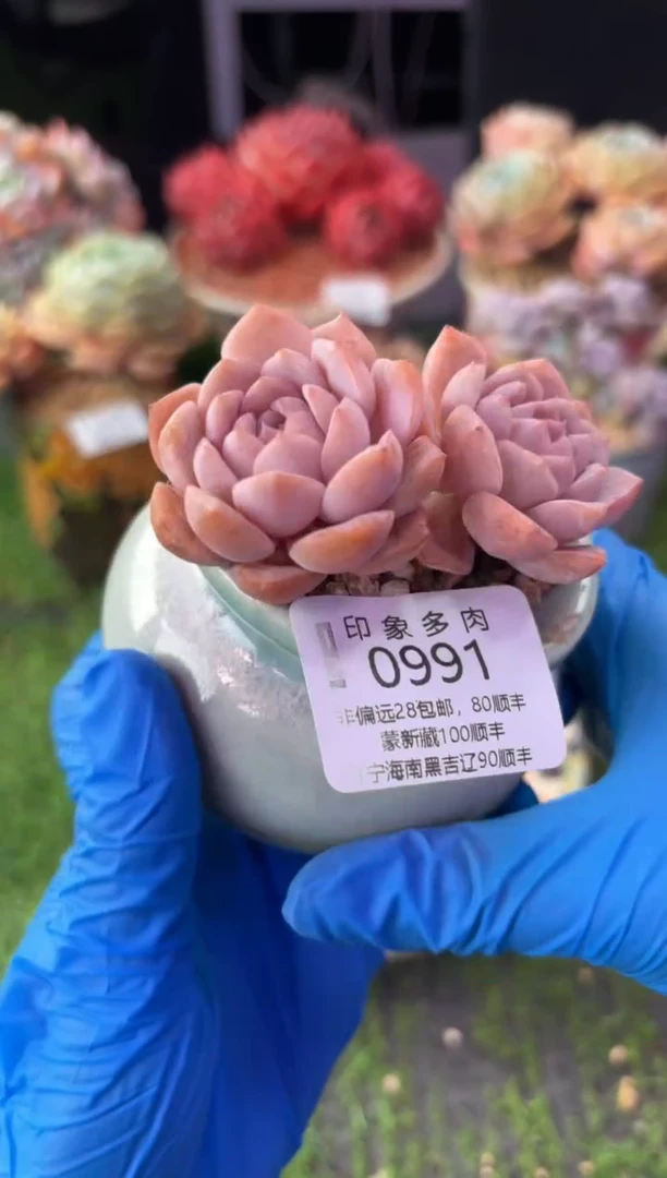 昆明印象多肉0991