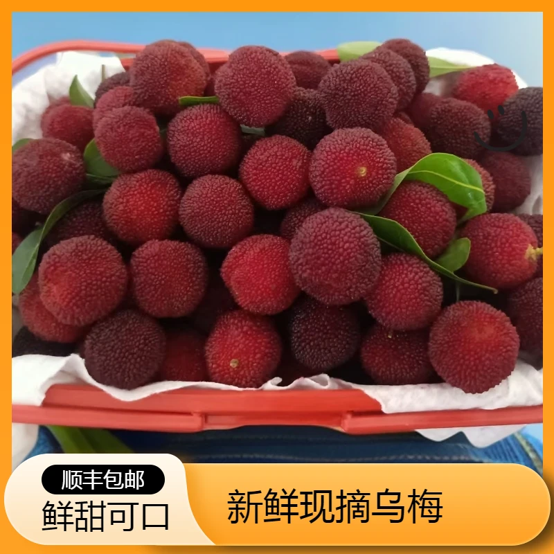 【顺丰包邮】新鲜现摘乌梅酸甜杨梅乌梅东魁湖南郴州桂阳杨梅