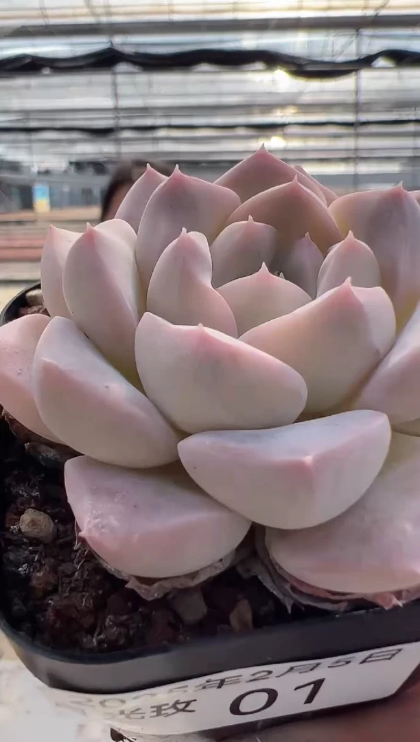 【闪购商品】月光玫瑰-1