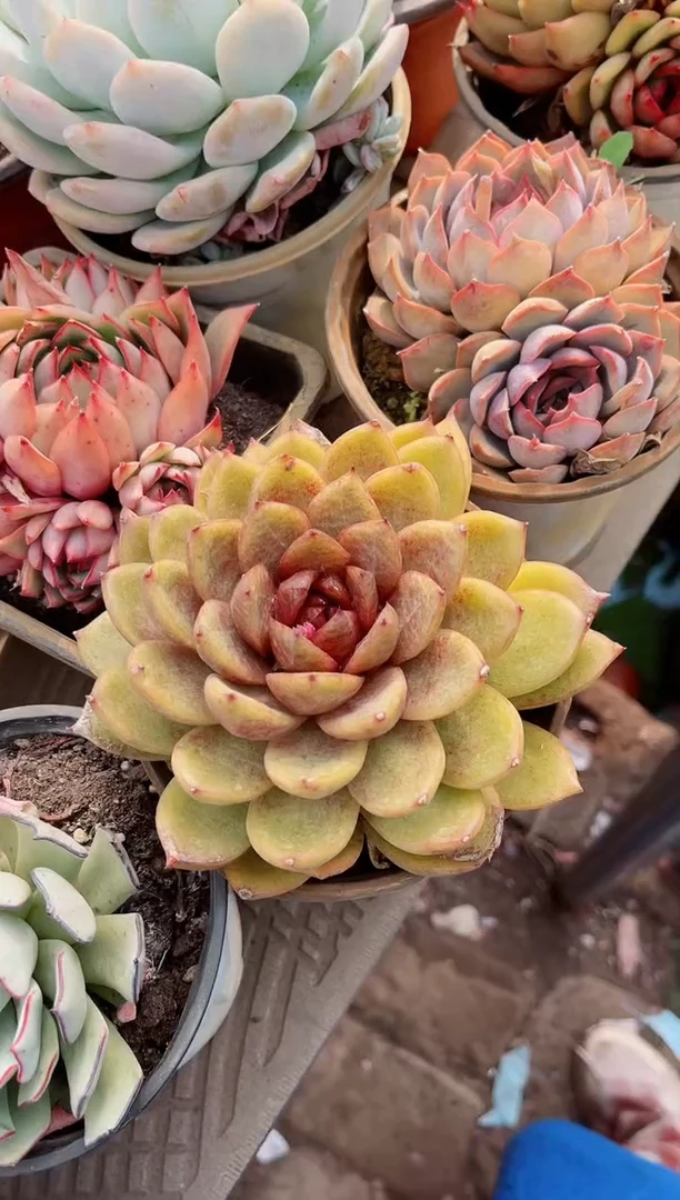 【闪购商品】09262多肉