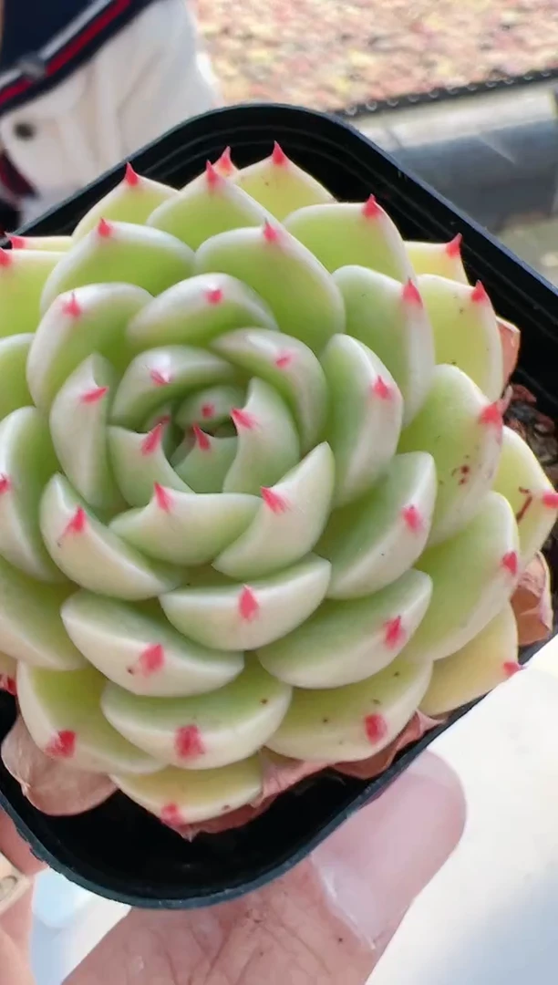 【闪购商品】新-16