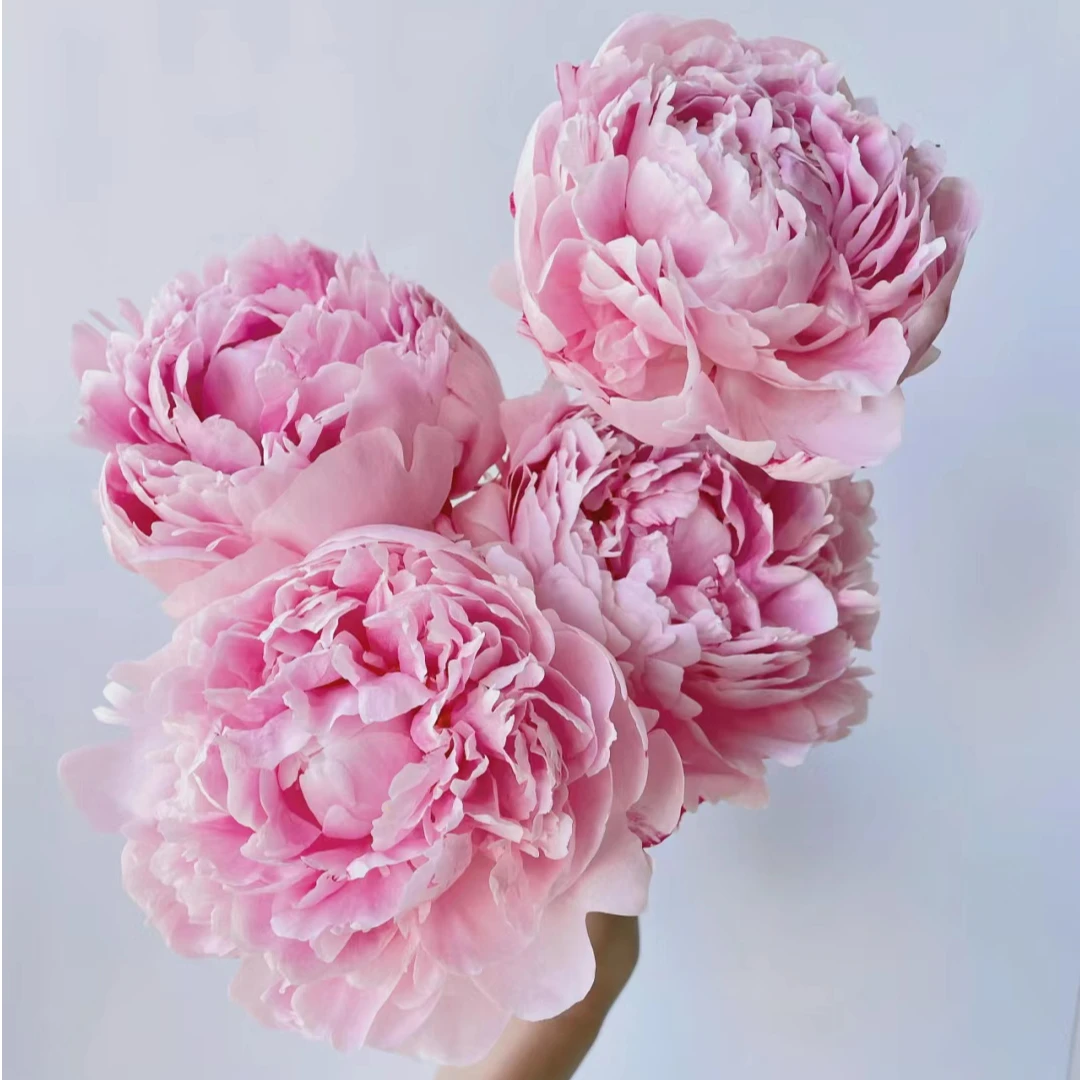 精选芍药莎拉高端花材花束配花家庭水养鲜切花云南顺丰包邮新鲜