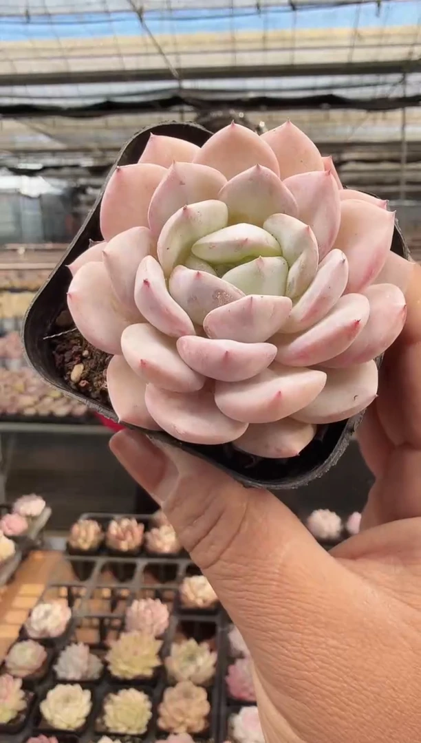 东云多肉园新款-420