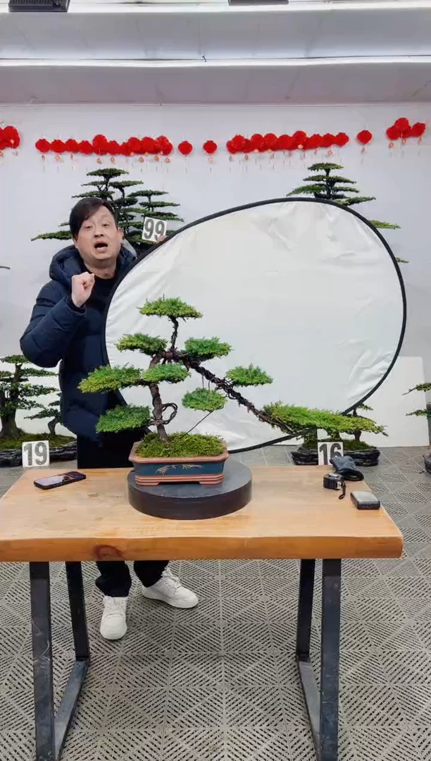 【闪购商品】盆景盆景