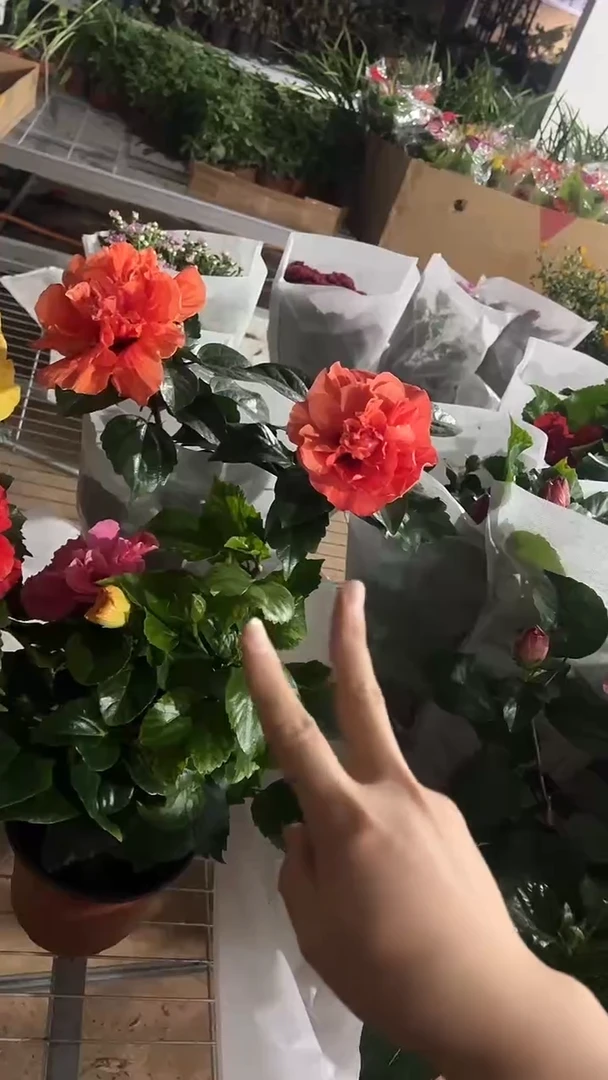 完全开放两单包邮，非嫁接双色木槿