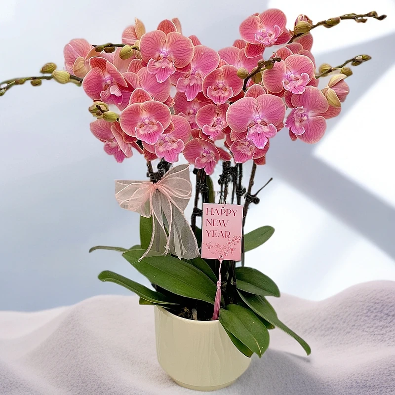 蝴蝶兰《唯美》桌面花花 好养耐养美观 广西南宁基地直发