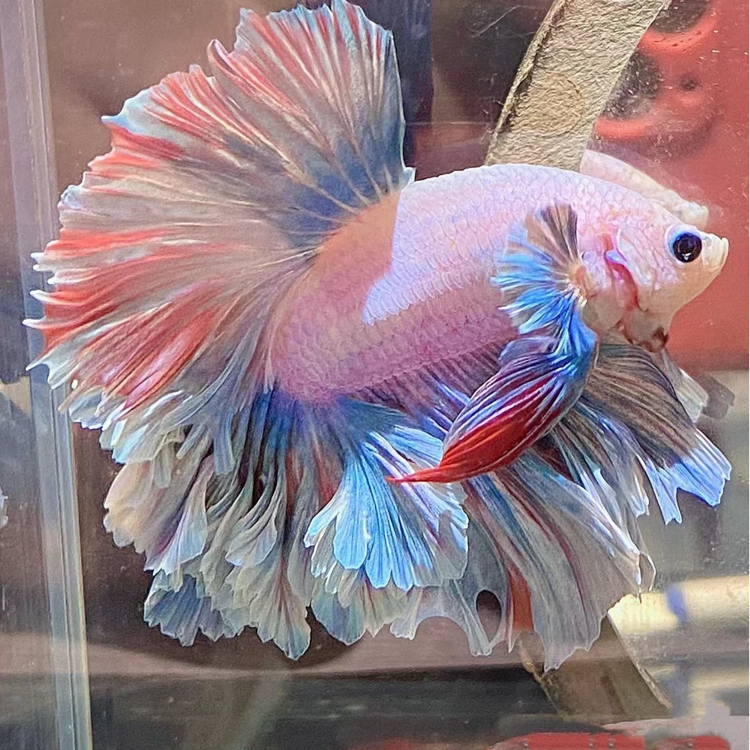 精品泰国斗鱼婚纱鱼观赏鱼