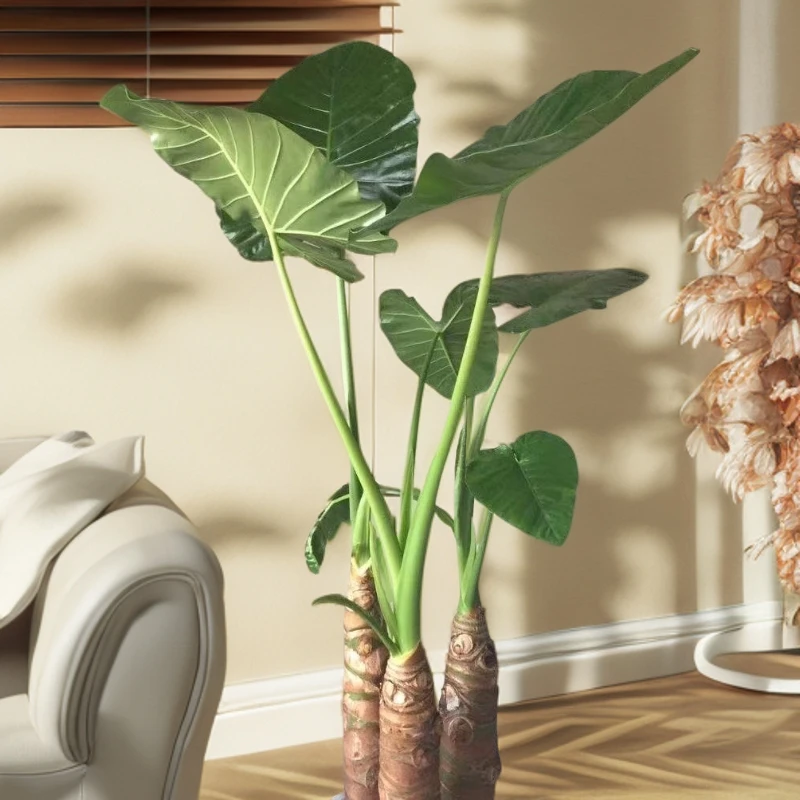 大型绿植热带雨林造景大野芋滴水观音室内庭院植物水培土培绿植