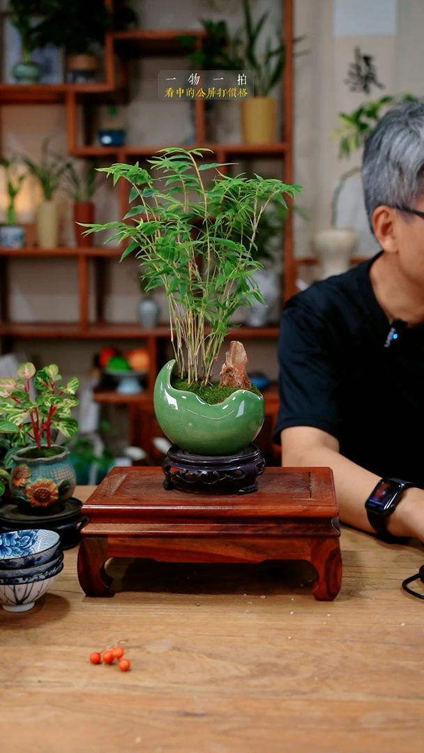 不开花植物青****草米竹607