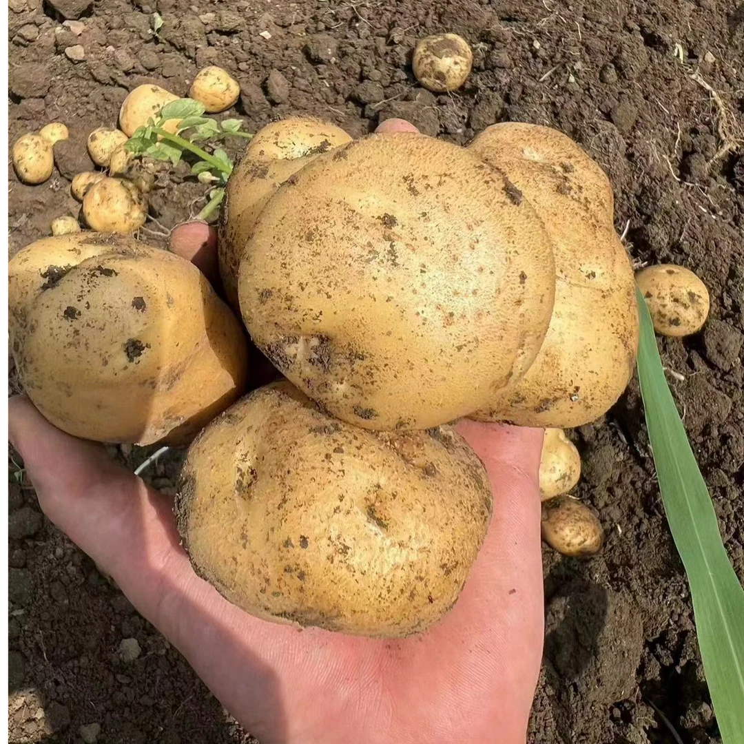 贵州高山洋芋新鲜土豆马铃薯黄皮黄心粉糯