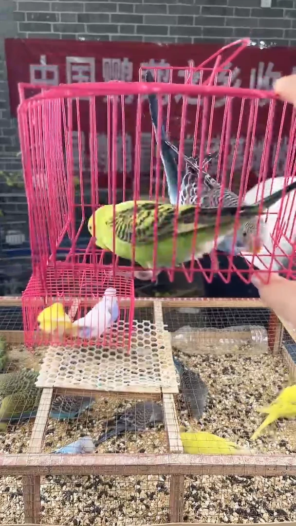 虎皮鹦鹉虎皮鹦鹉