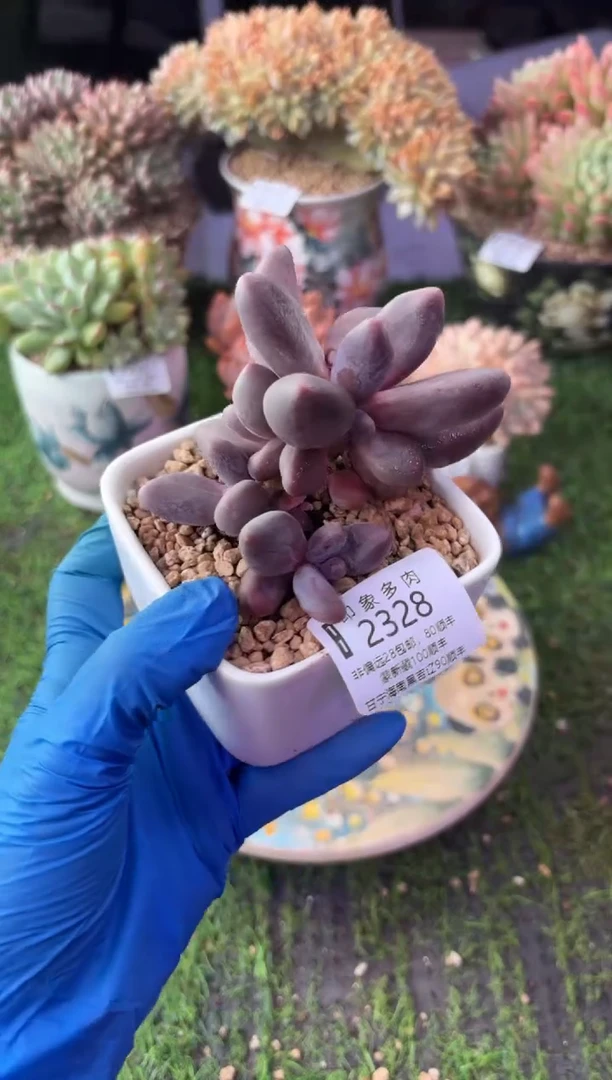 昆明印象多肉2328