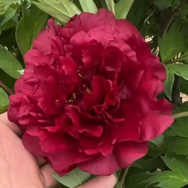 【洛林之血】一年嫁接苗 精品观赏牡丹