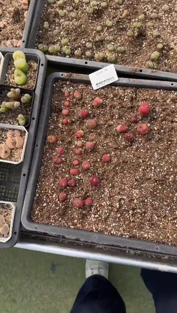 【闪购商品】14-76