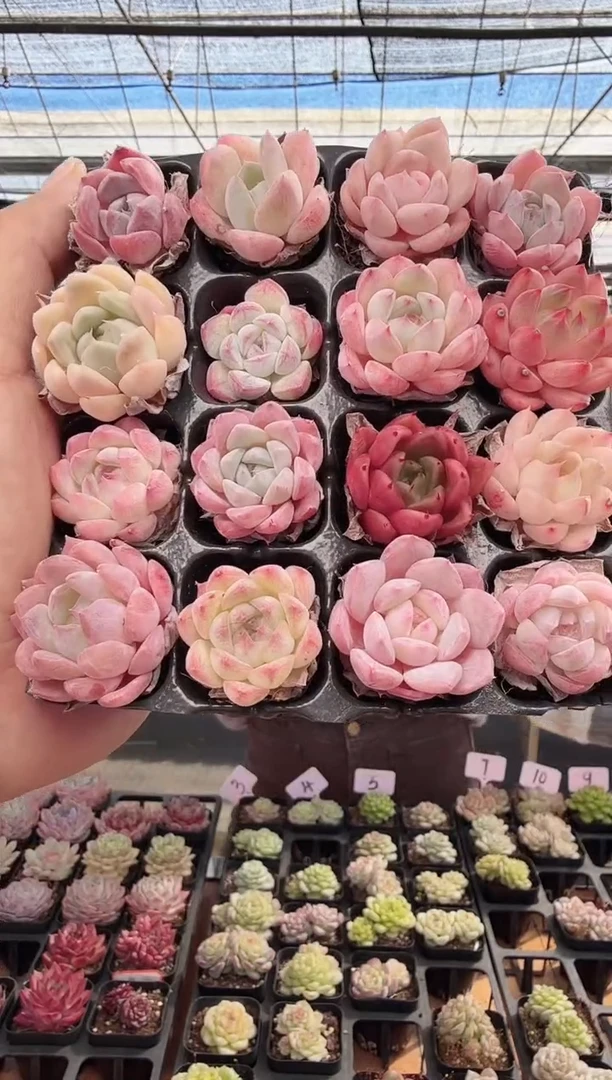 东云多肉园新款-165