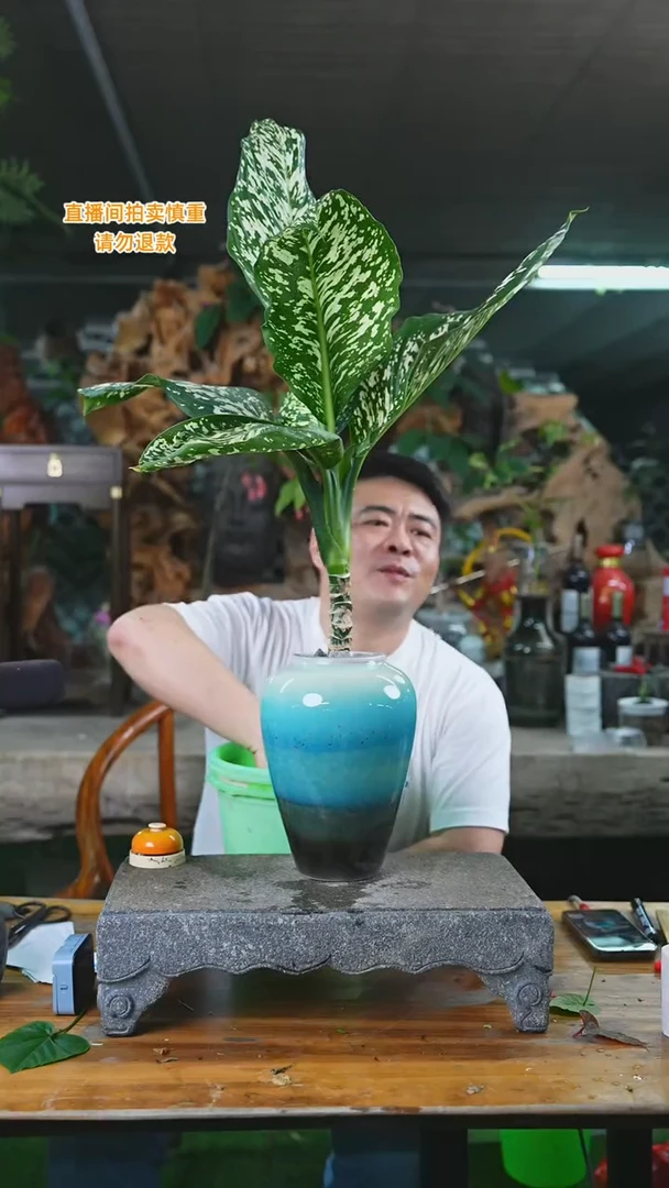 当前无花栽培后可以开花暴风雪（釉色不指定）355HT