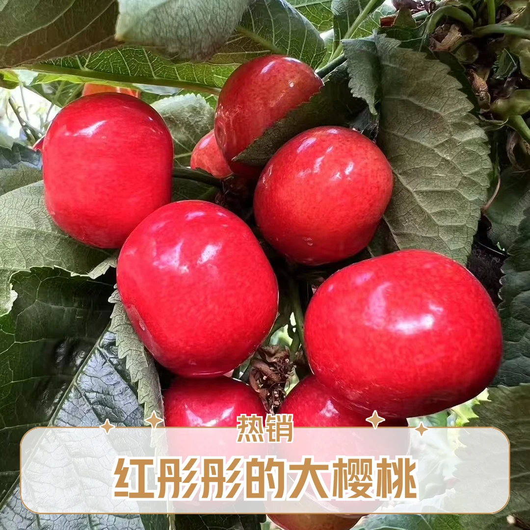 【顺丰次日达】正宗大连陆地红灯樱桃产地直发新鲜采摘净重2.8斤4.8斤2J-3J新鲜水果红灯樱桃