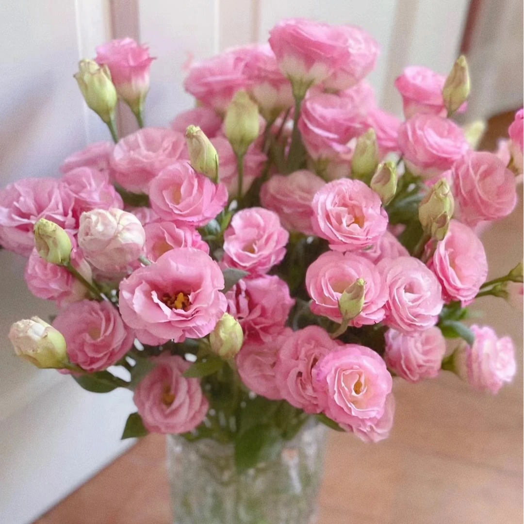 【洋桔梗无刺玫瑰】1单普快二单升级顺丰家用鲜花云南基地鲜花直发