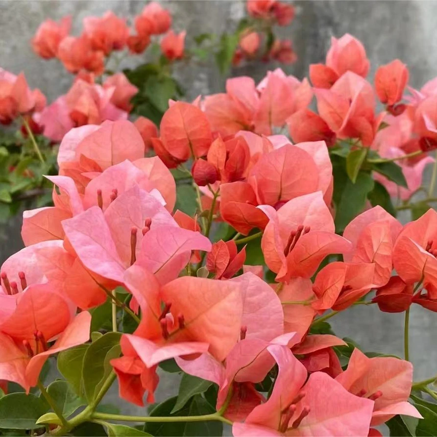 (品种大全1)三角梅原生袋苗新品种树福建漳州基地发包品种对版