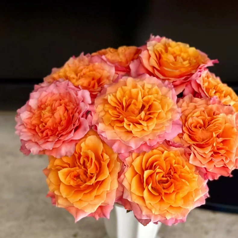 【美好假日】欢乐颂玫瑰10支