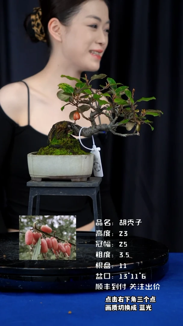 【闪购商品】胡秃子日本