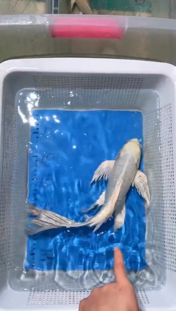锦鲤锦鲤蝴蝶鲤鱼拍开箱视频包售后