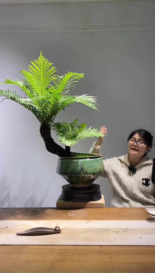 无花朵大斜飘老桩富贵蕨四季常青室内绿植