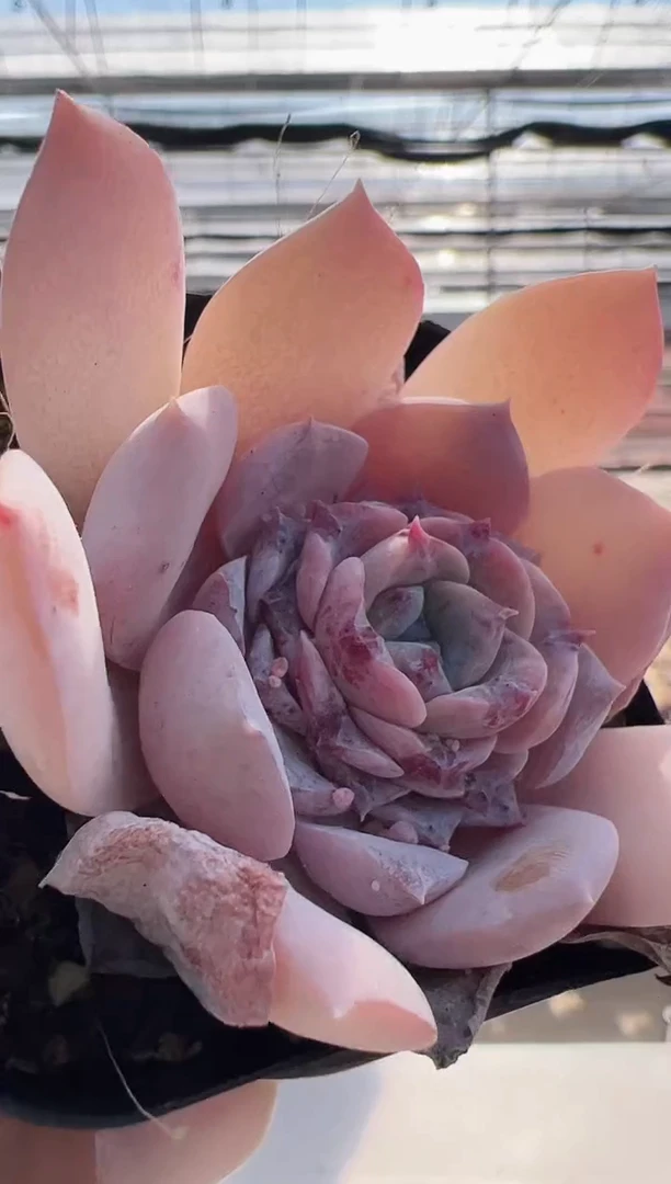 【闪购商品】福利款多肉-96