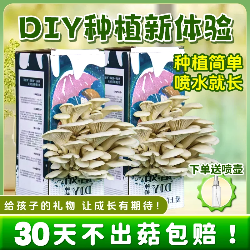 【佳莲美城】菌包菌种种植包家种室内家庭菌菇包儿童趣味种植手工