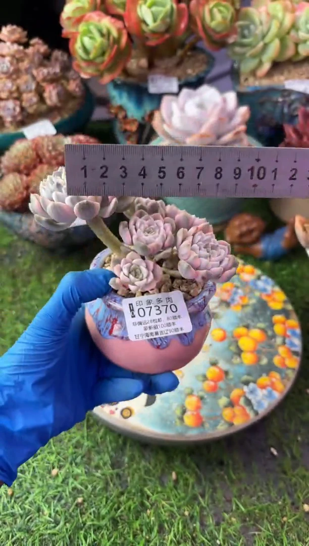 昆明印象多肉07370